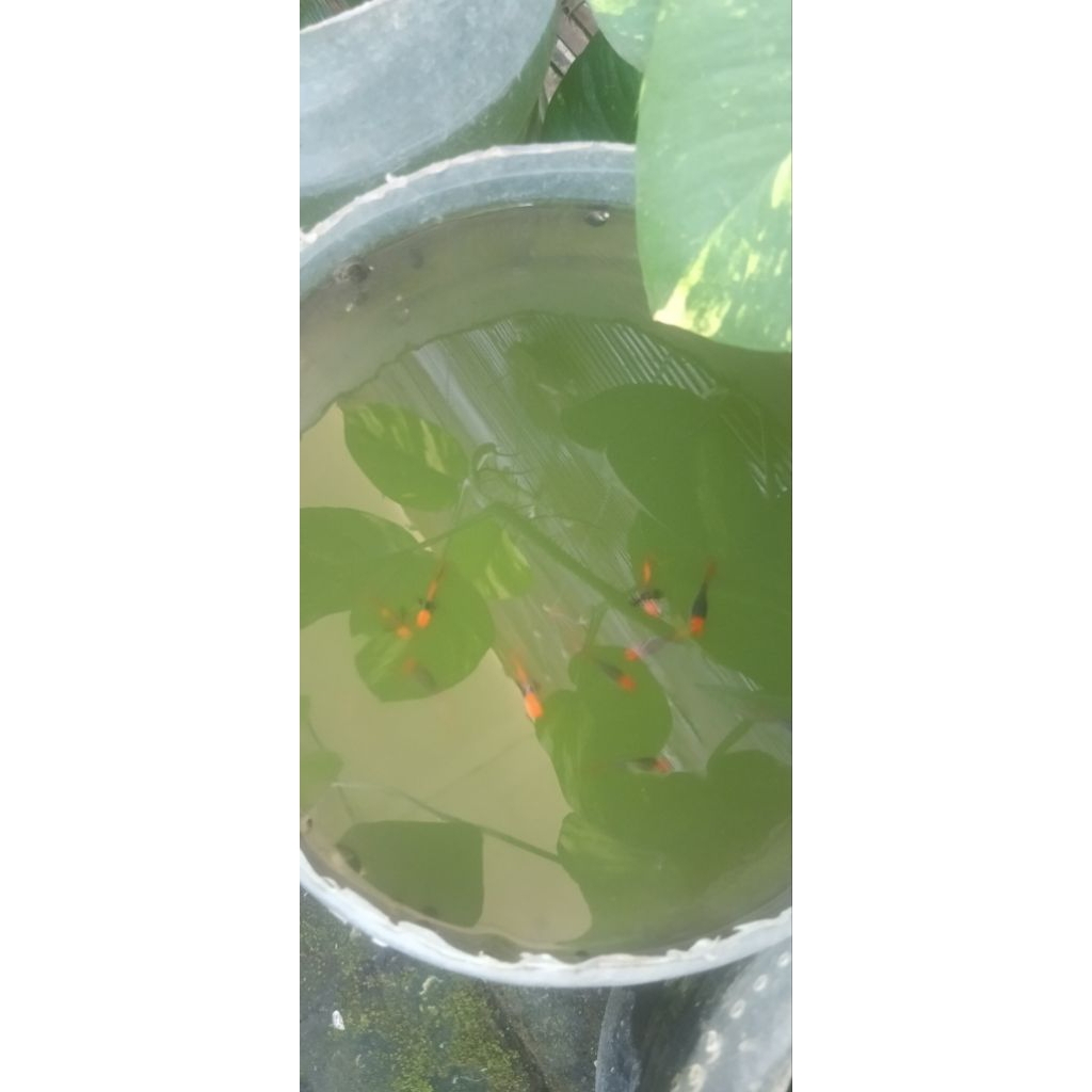 Guppy tuxedo koi