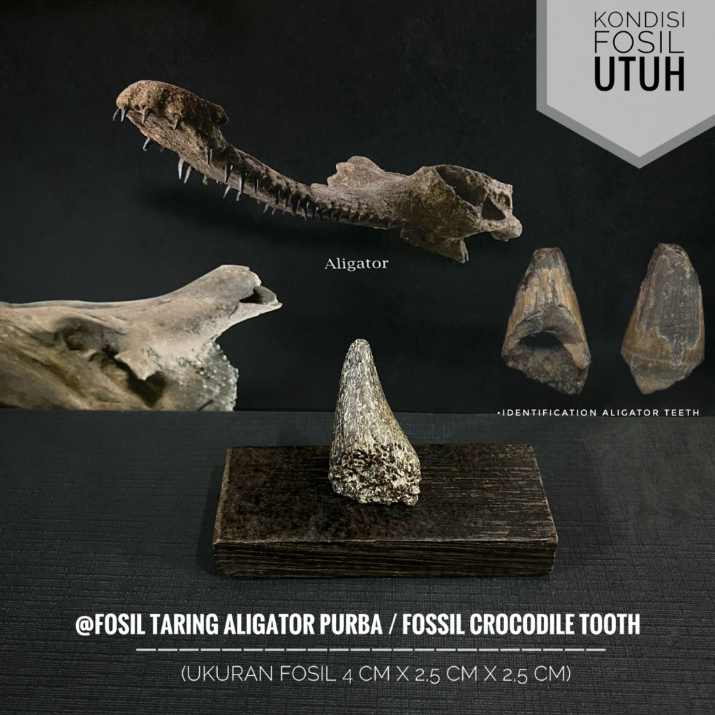 Fosil Taring Aligator Purba R4 atau Fossil Crocodile Tooth atau Fosil Gigi Buaya atau Fosil Taring R