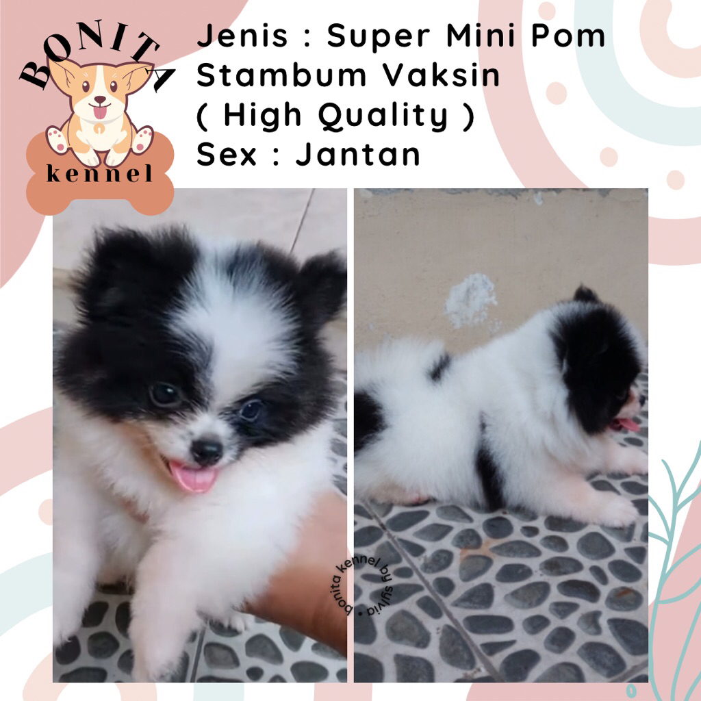 Super Mini Pom Stambum Jantan Betina Anak Anjing Minipom Putih