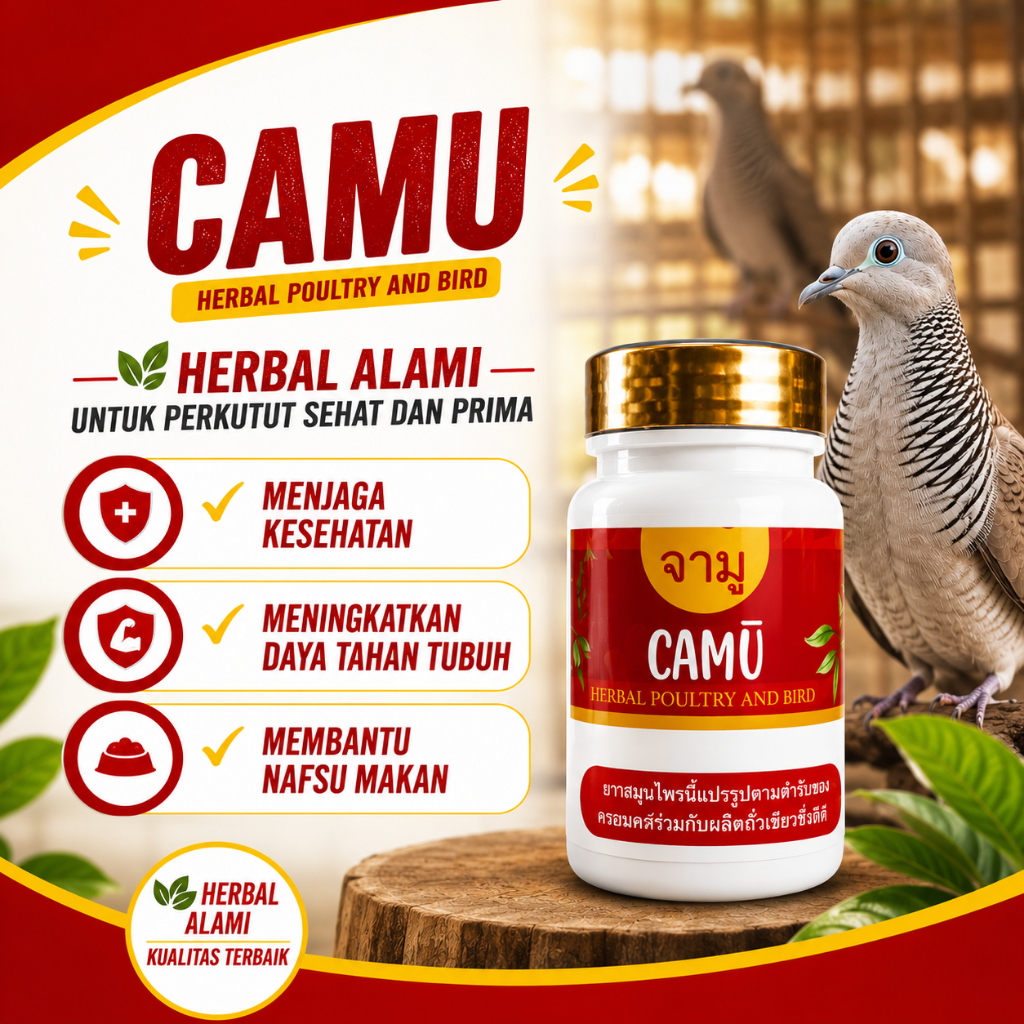 Camu Pil Perkutut Gacor | sehat | Manggung | Super | Bangkok | Katurangan | lokal | Putih Mata Merah