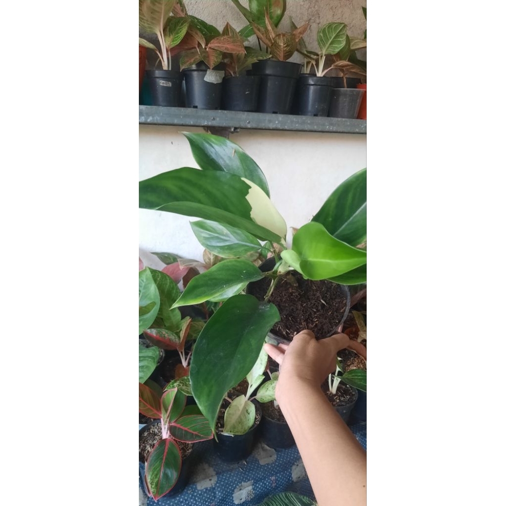 Aglonema Siam Jade
