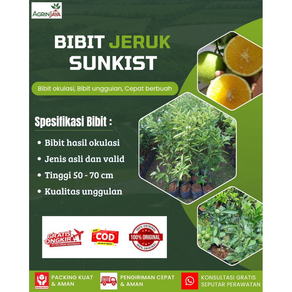 Bibit jeruk sunkist