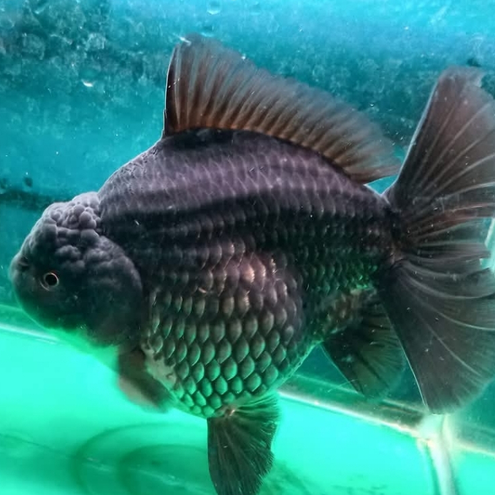 Mas koki oranda black promo hari ini
