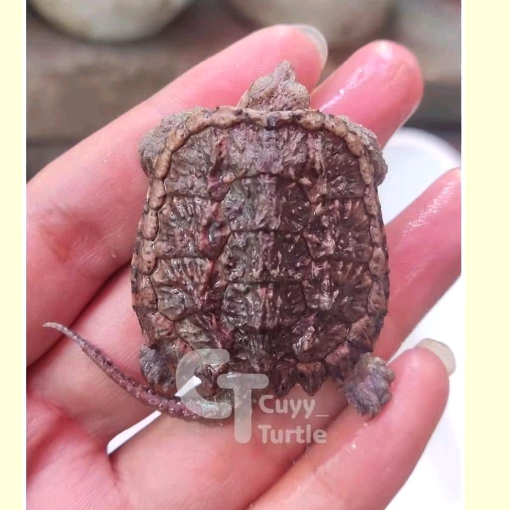 CST Lucu | Common Snapping Turtle Lucu