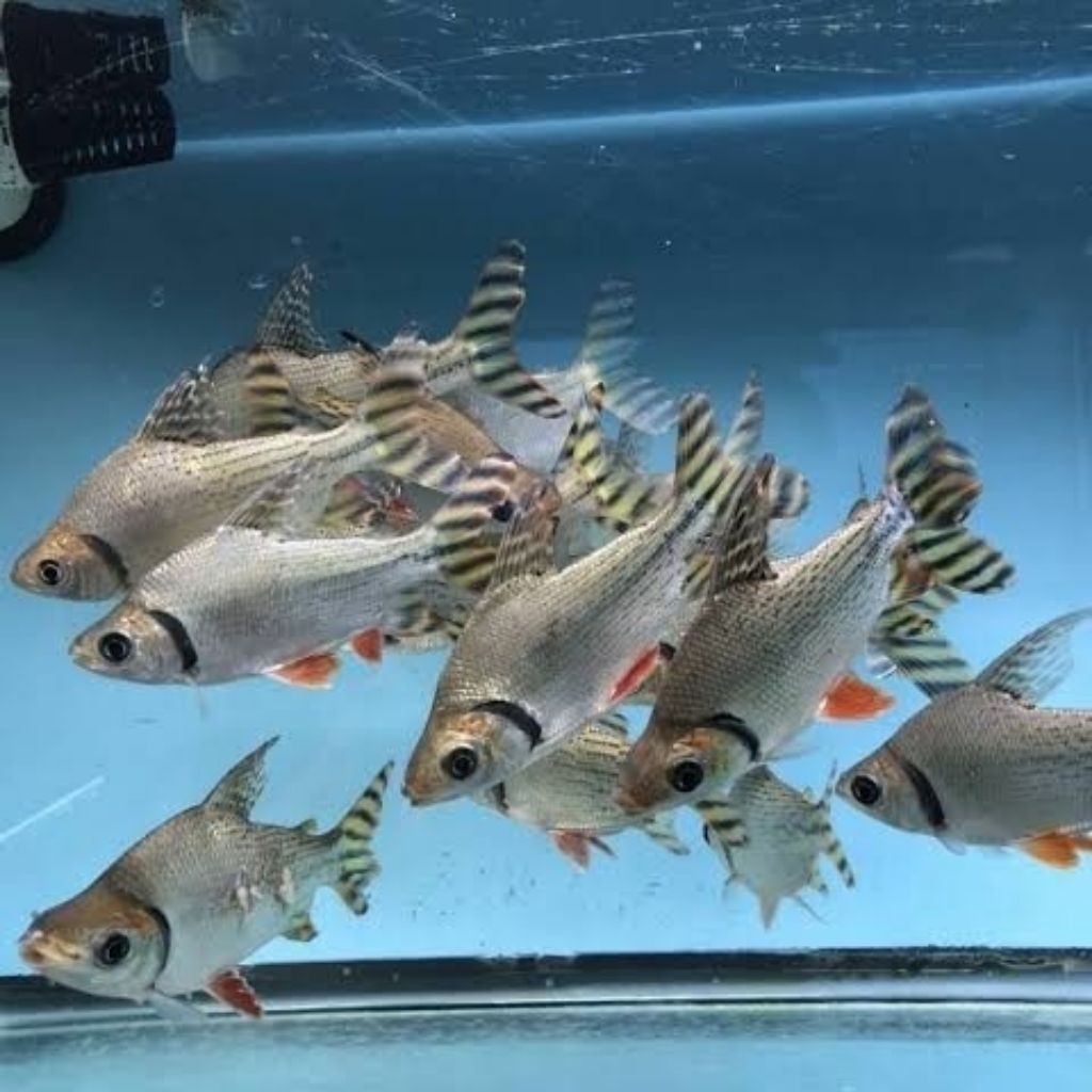 ikan yff tangkmate cantik size 2-3 jari