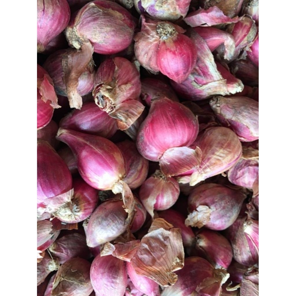 Bawang Merah Super Berkualitas | Bawang merah lokal | Bawang merah