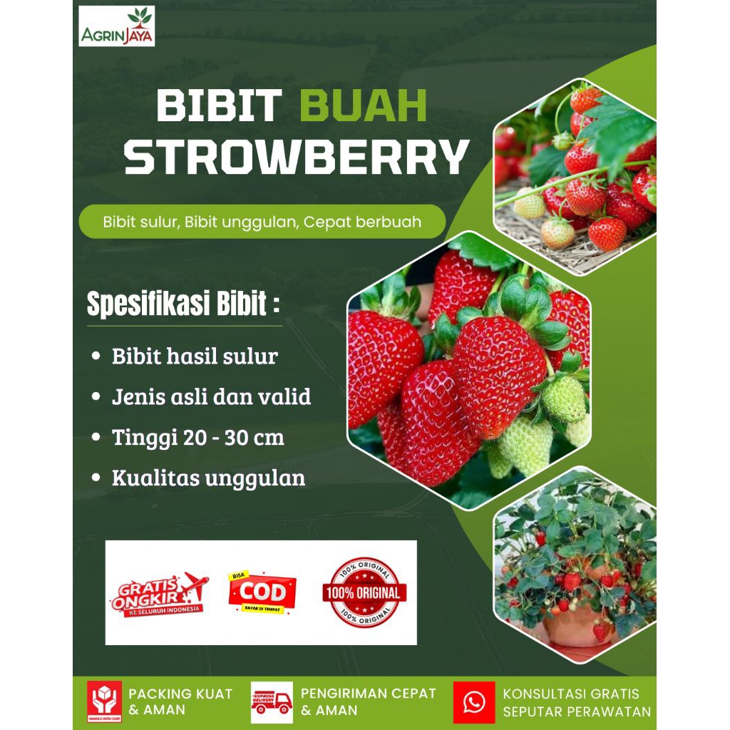 Bibit strawberry jumbo