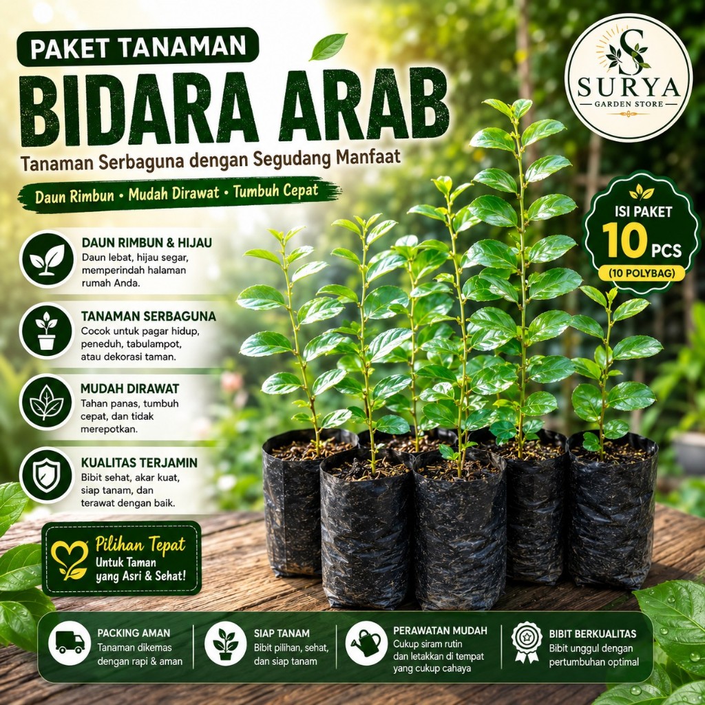 BIDARA ARAB tinggi bisa COD PAKET HEMAT ISI 10 PCS ac