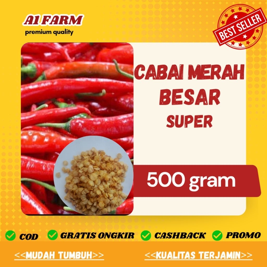 BIJI BENIH CABAI MERAH BESAR SUPER