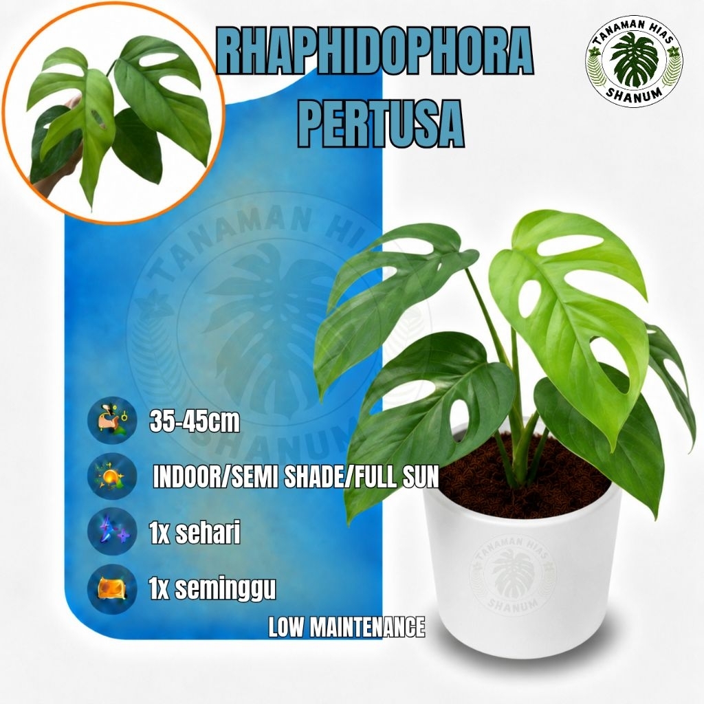 Promo COD tanaman hias rhaphidophora pertusa - tanaman rapidopora pertusa - rhaphidophora pertusa
