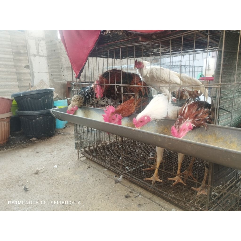 Ayam kampung hidup usia muda dewasa 3 4 5 6 7 bulan calon indukan