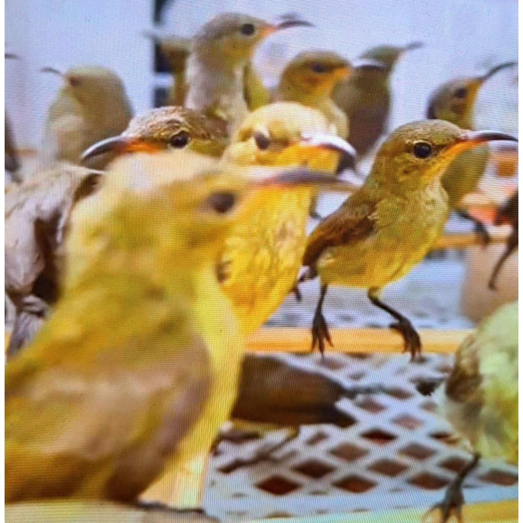 Burung Konin Ijoan Bahan Pilihan Sehat Lincah dan Sehat