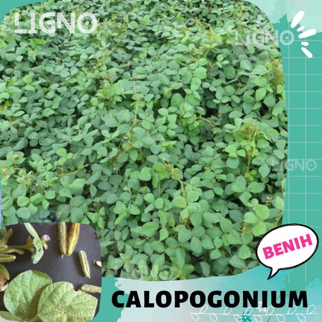 Benih CALOPOGONIUM (isi-33) Biji Tanaman Calopogonium Mucunoides Kalopo
