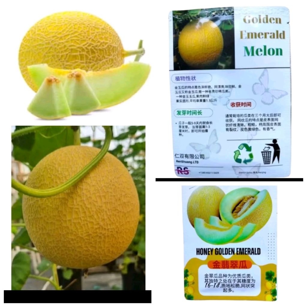 Biji benih melon golden inthanon kemasan premium