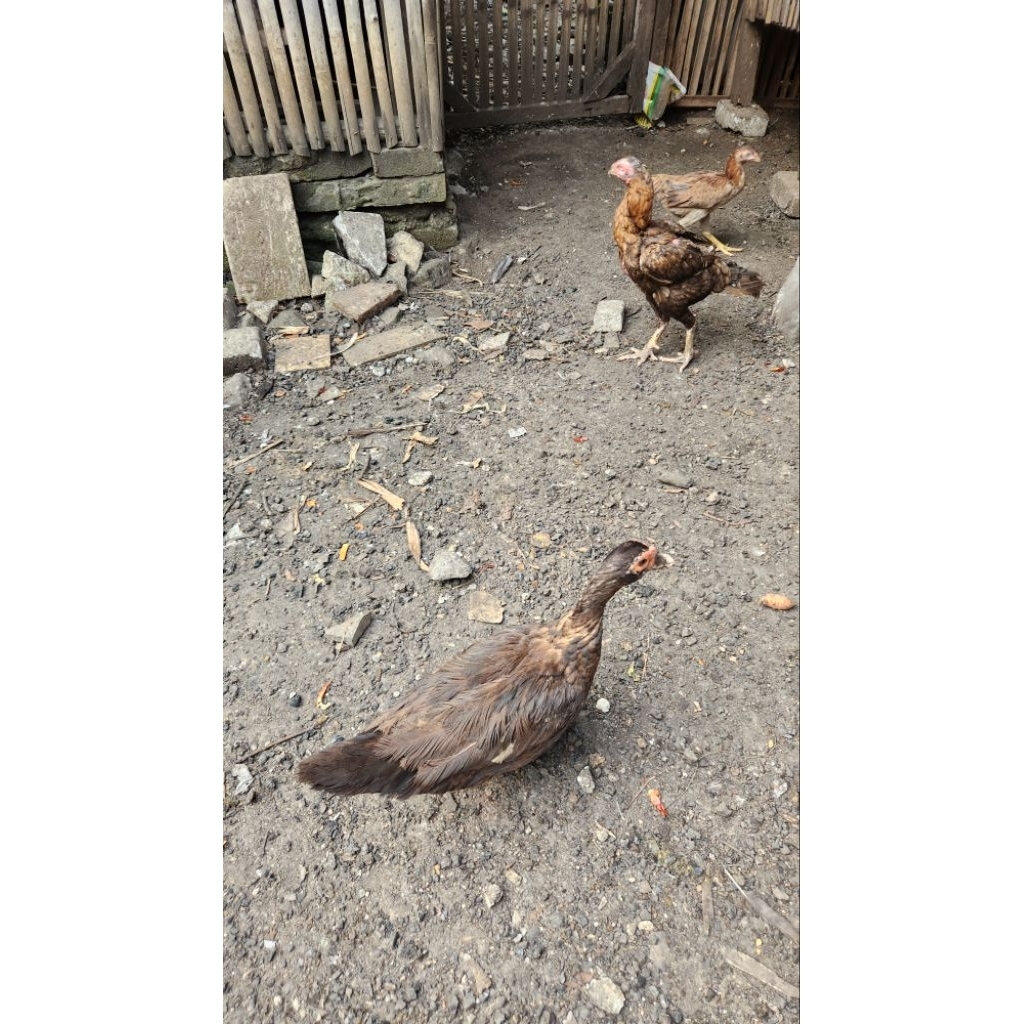 Daging entok Manila Fresh Pengiriman Khusus JABODETABEK