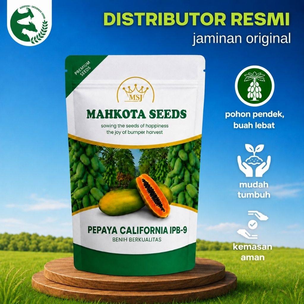 BENIH PEPAYA CALIFORNIA IPB-9 ORIGINAL POHON PENDEK BUAH LEBAT ( 5 gram isi 300 butir) DI LENGKAPI B