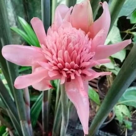 Bibit kecombrang Hijau / Kecombrang bunga pink / Honje