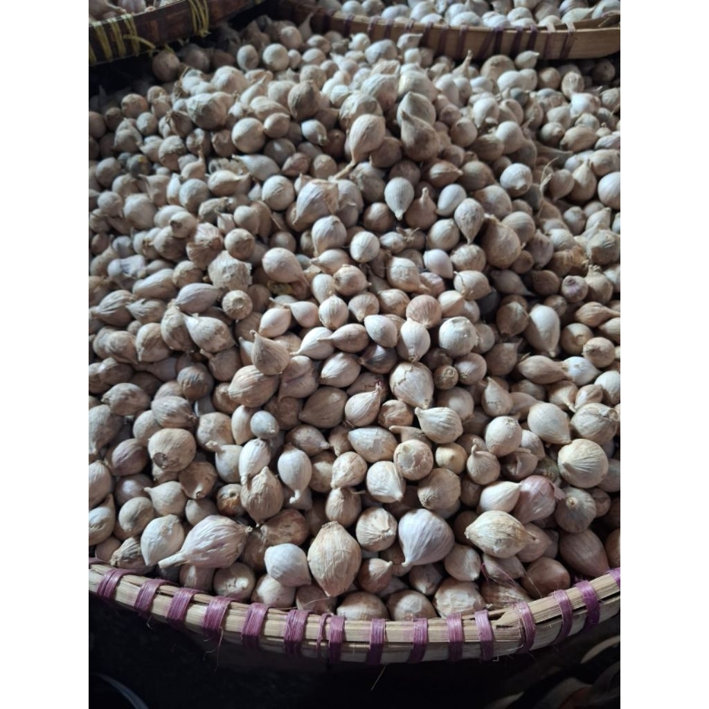 Bawang lanang bawang tunggal lokal asli 100 gram