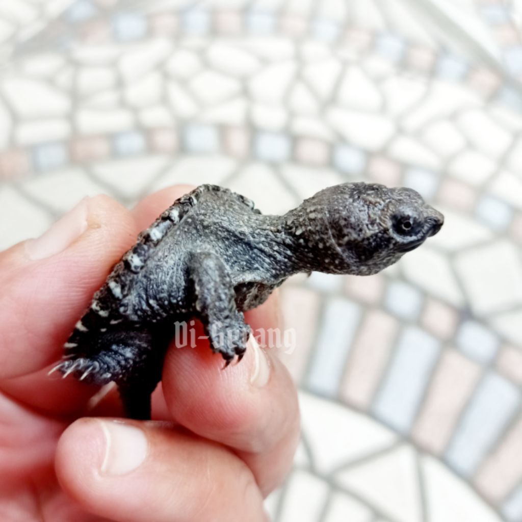 CST common snapping turtle baby
