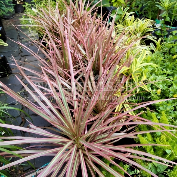 Jual Tanaman Hias Tricolor Dracena Tricolor Tanaman Tricolor Hidup Rimbun Dracena Tricolor Tahan Pan