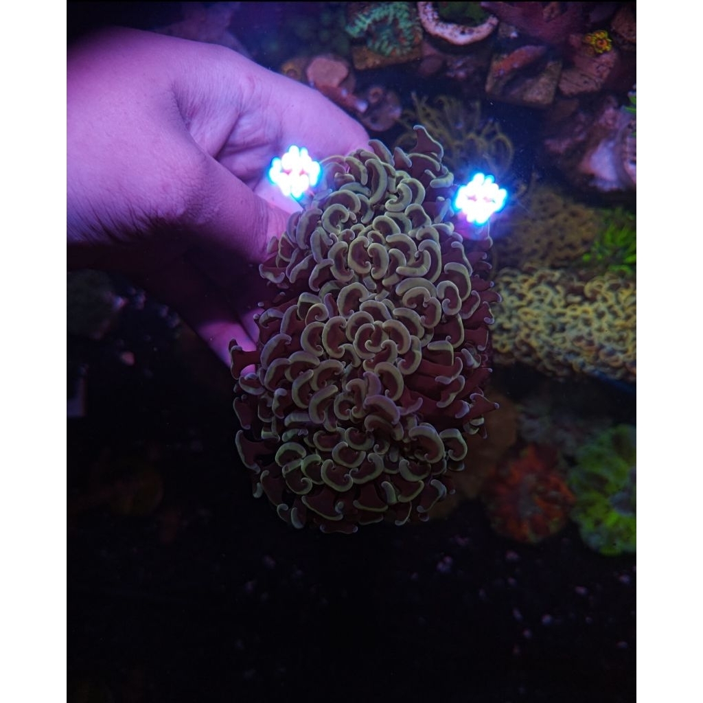 Coral Siwalan Kuning B/Gold B (LPS)
