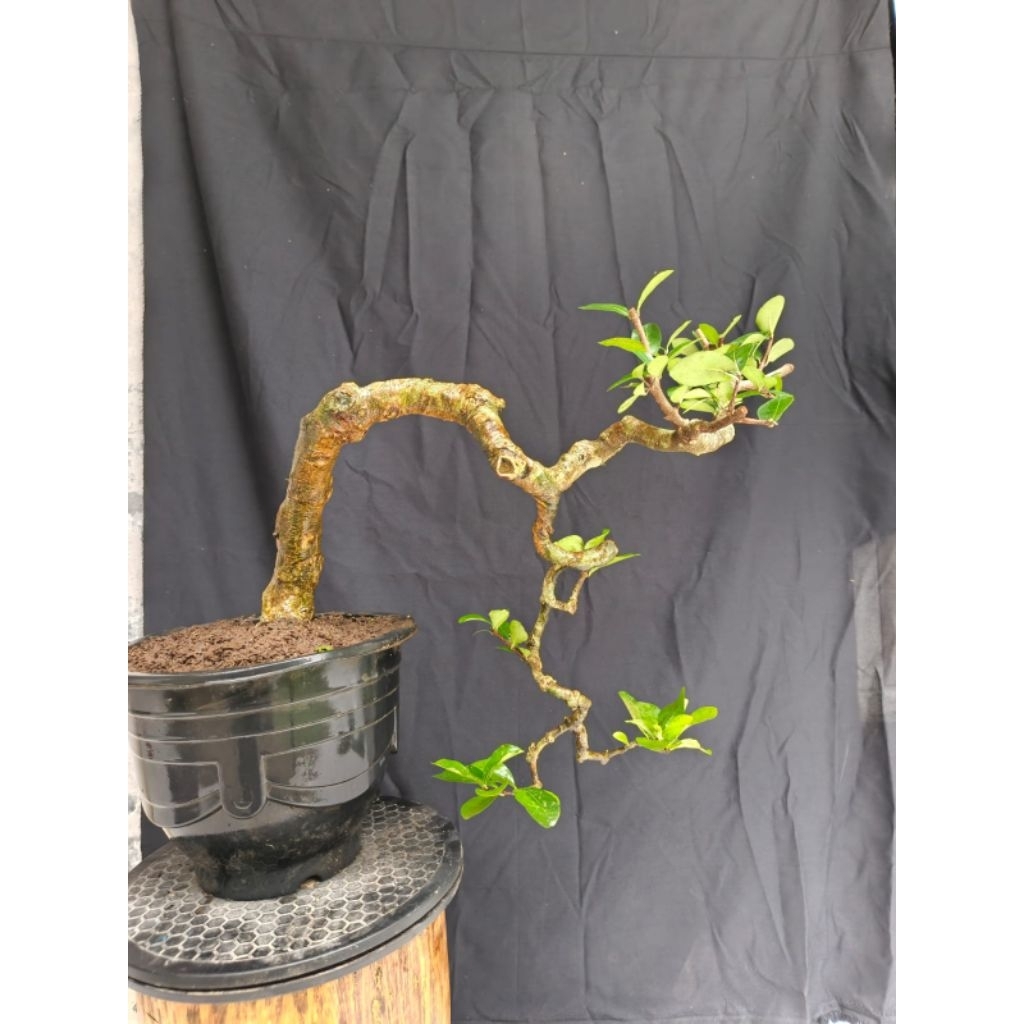 bahan bonsai tanaman hias sianci buah kecut sesuai gambar