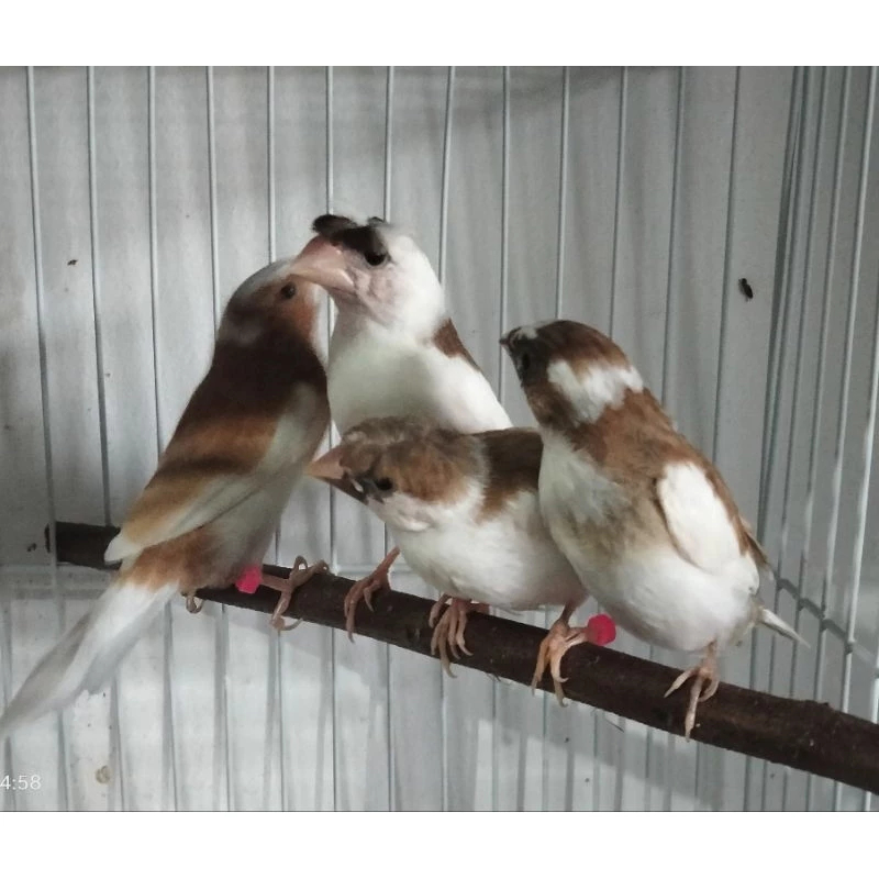 Burung Emprit Jepang Emje Finch Warna Panda Dewasa Sepasang