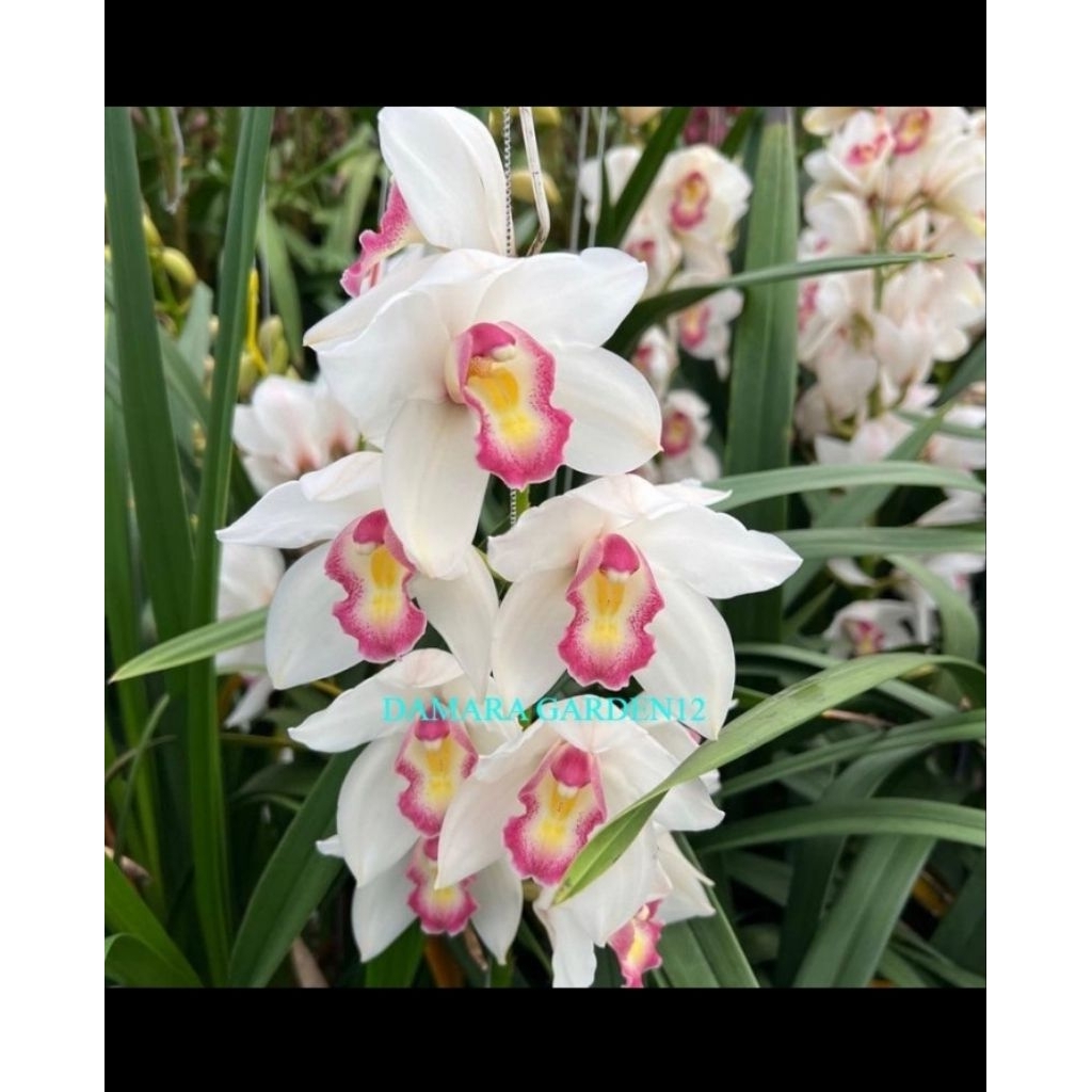 TANAMAN HIAS ANGGREK CYMBIDIUM BUNGA WARNA PUTIH ELEGAN