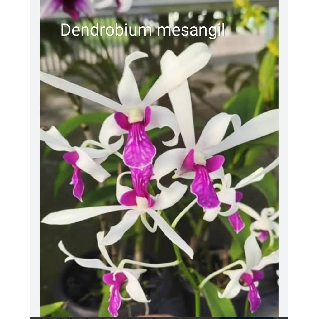 Anggrek dendrobium mesangnil, bunga wangi