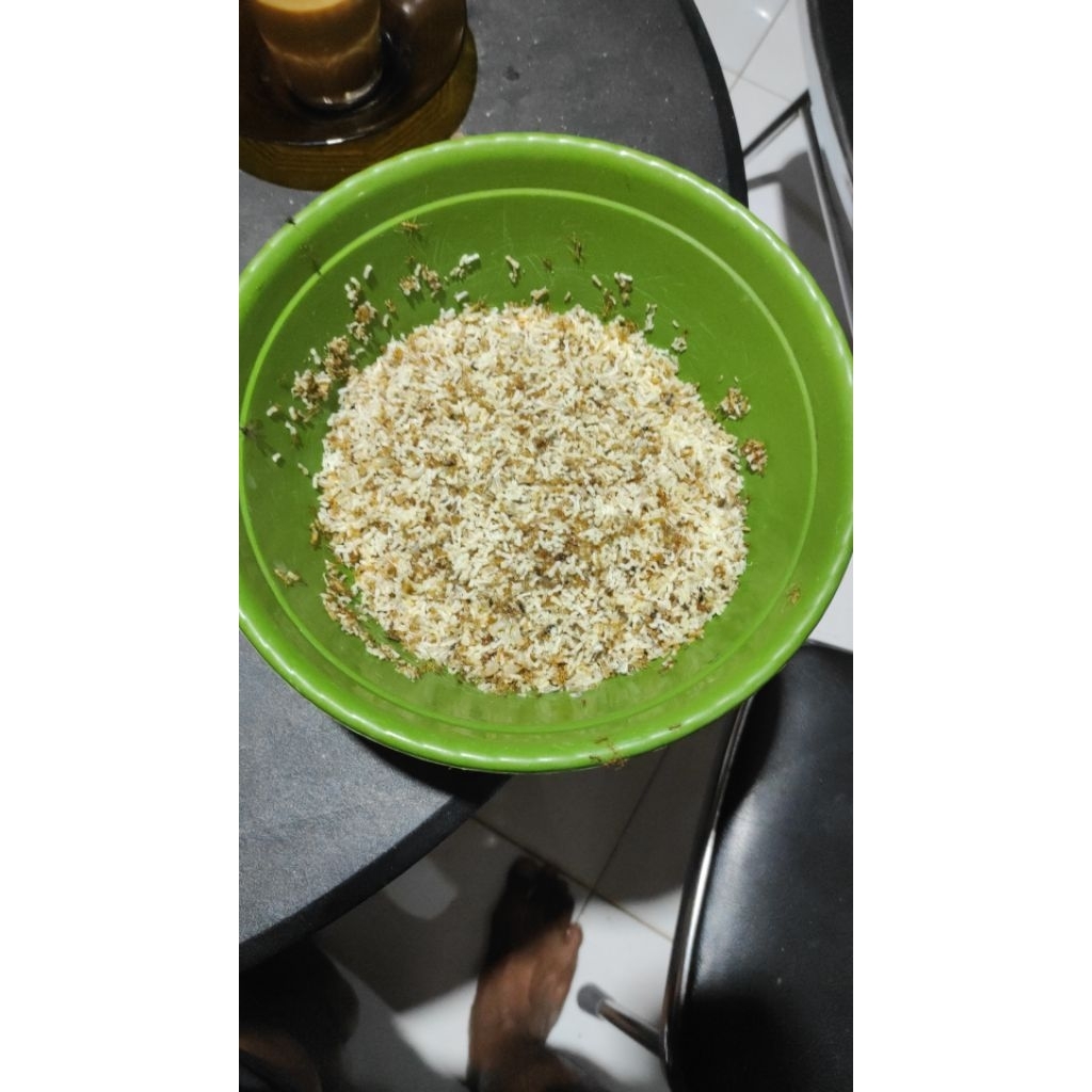 telur semut/kroto umpan ikan mas/1ons
