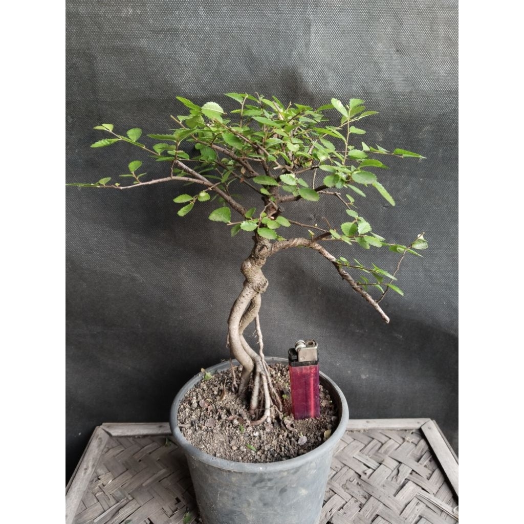 Bonsai Ulmus Mikro