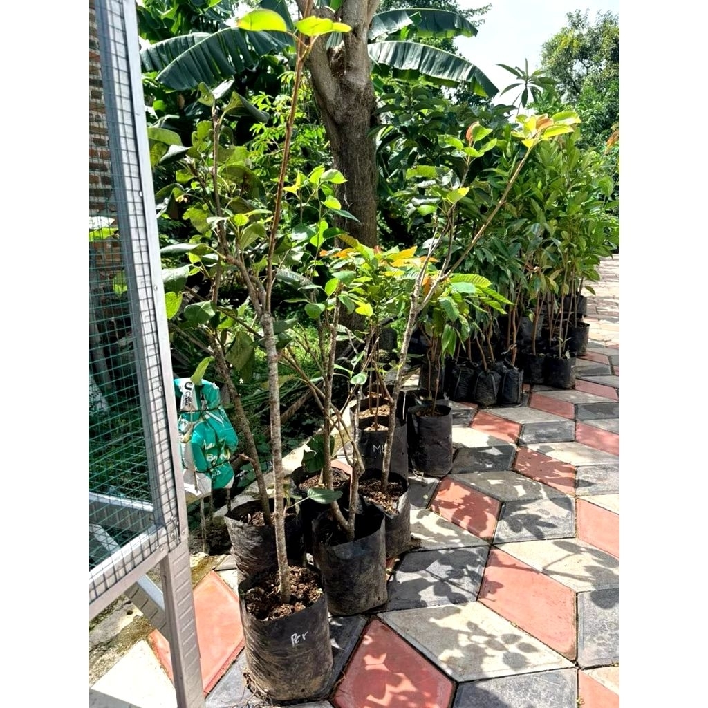 bibit buah pir, siap berbuah