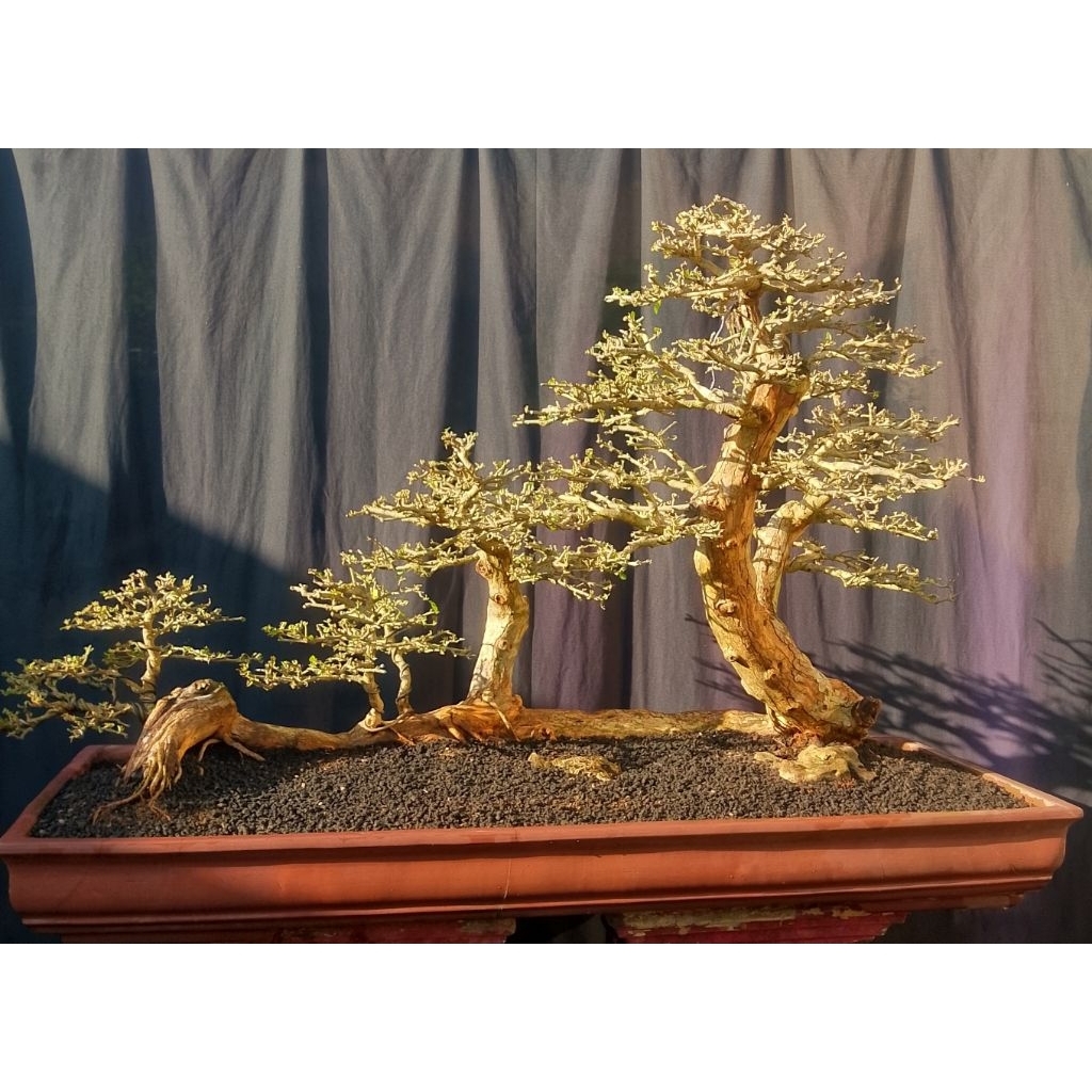 Bonsai sisir gaya raft