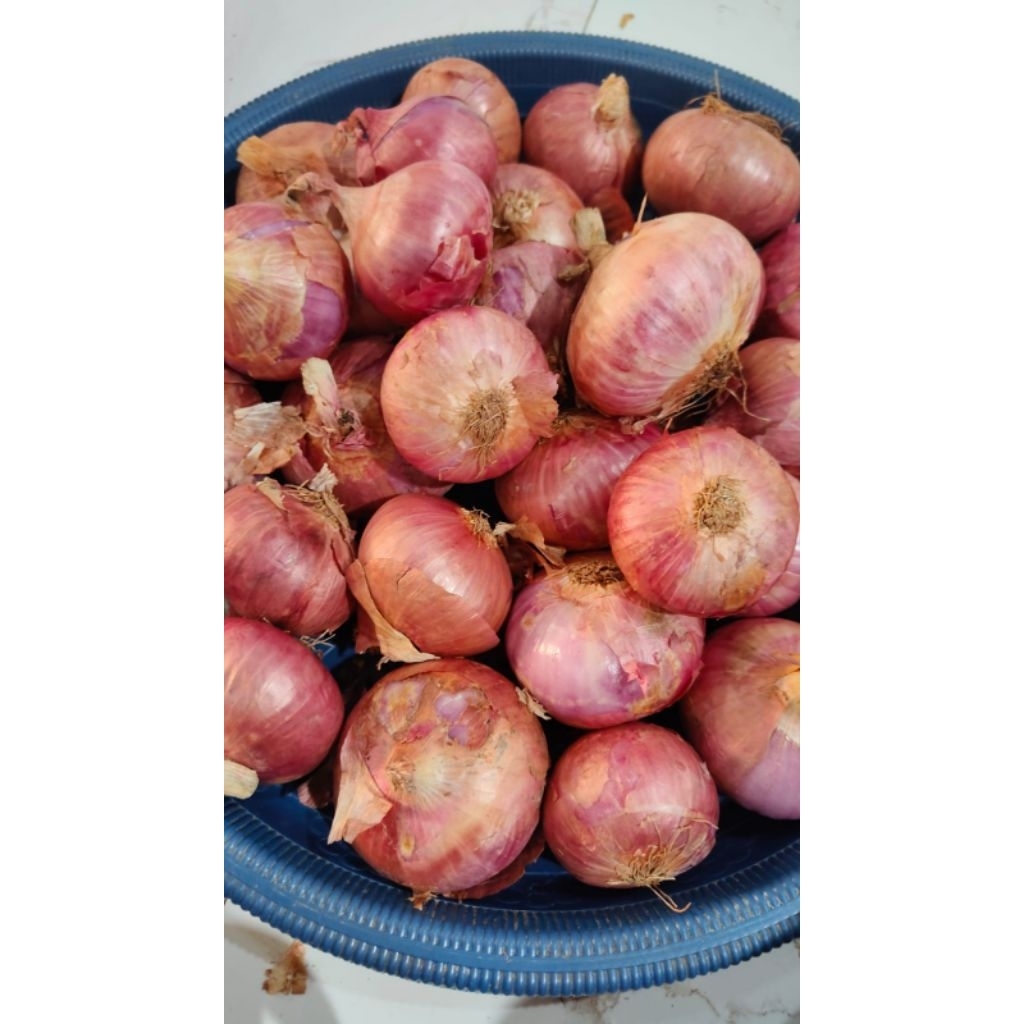 Bawang merah india bawang bombay india