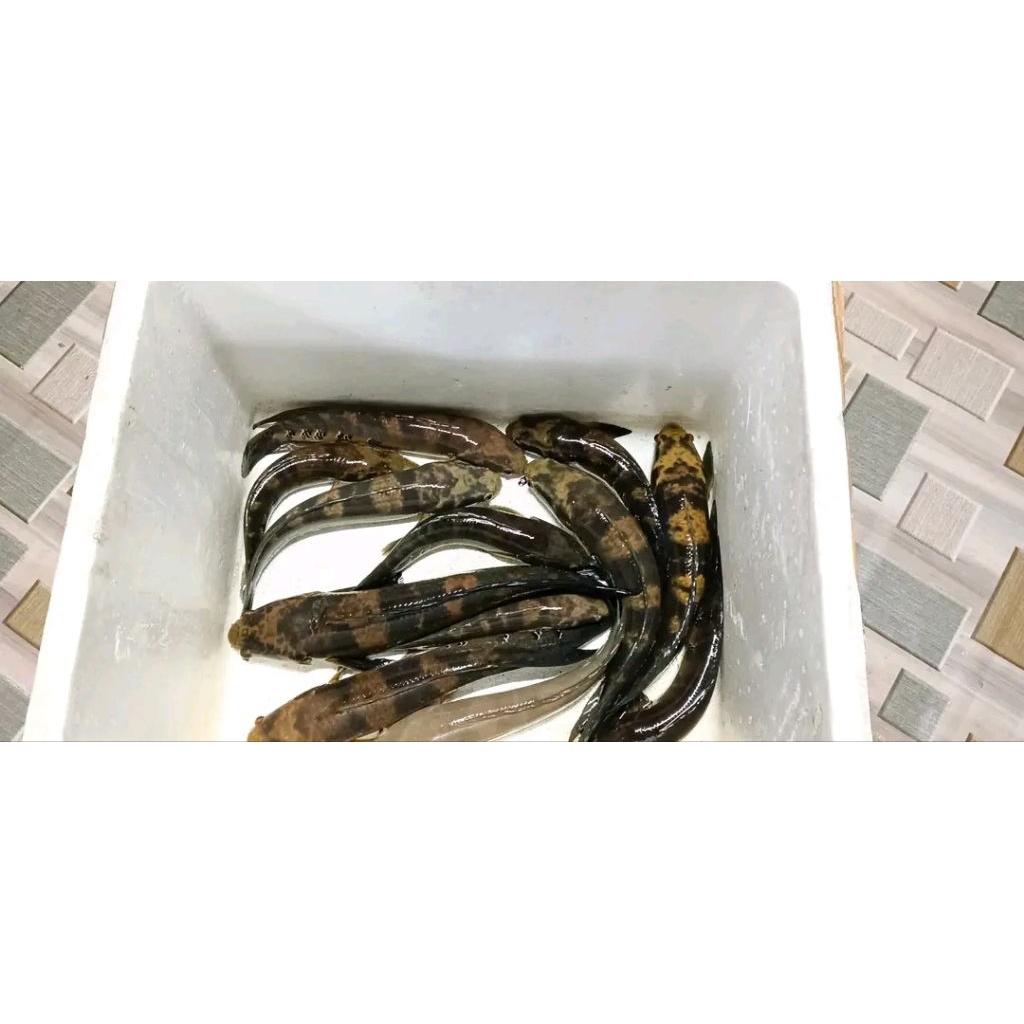 MARU RIAU JUMBO 30cm