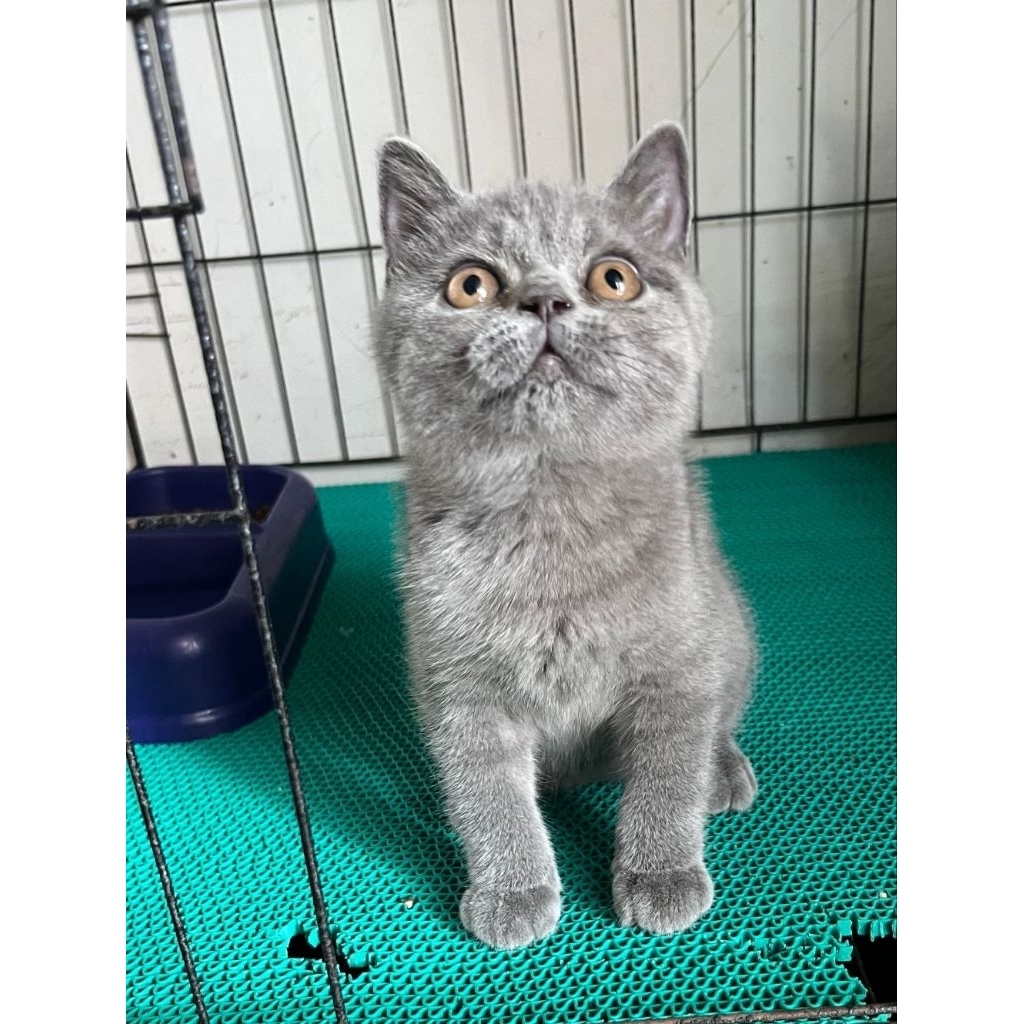 Bsh jantan kitten