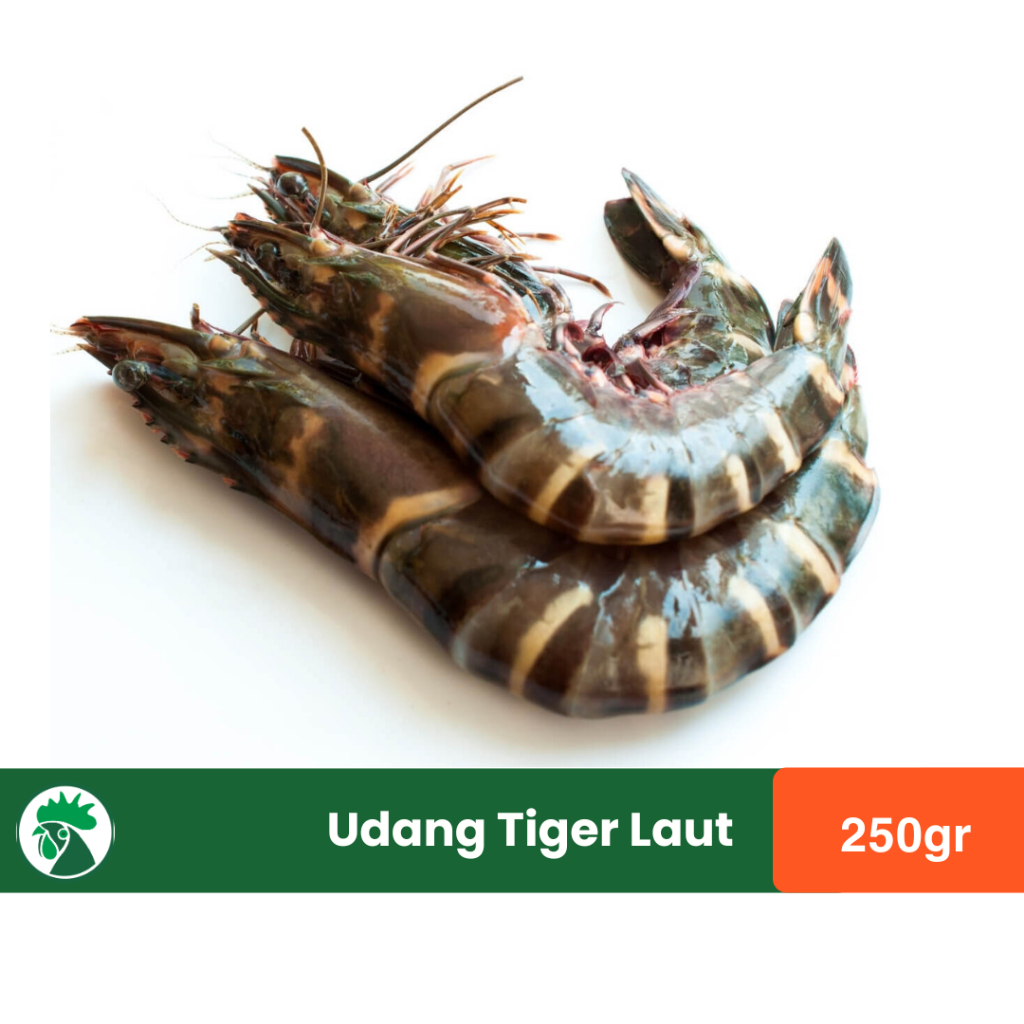 Udang Tiger Prawn Laut   - Udang Laut Segar 250gr