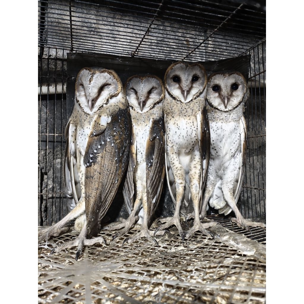 TYTO ALBA/BARN OWL/BURUNG HANTU SERAK JAWA BRANCHER/JUVE