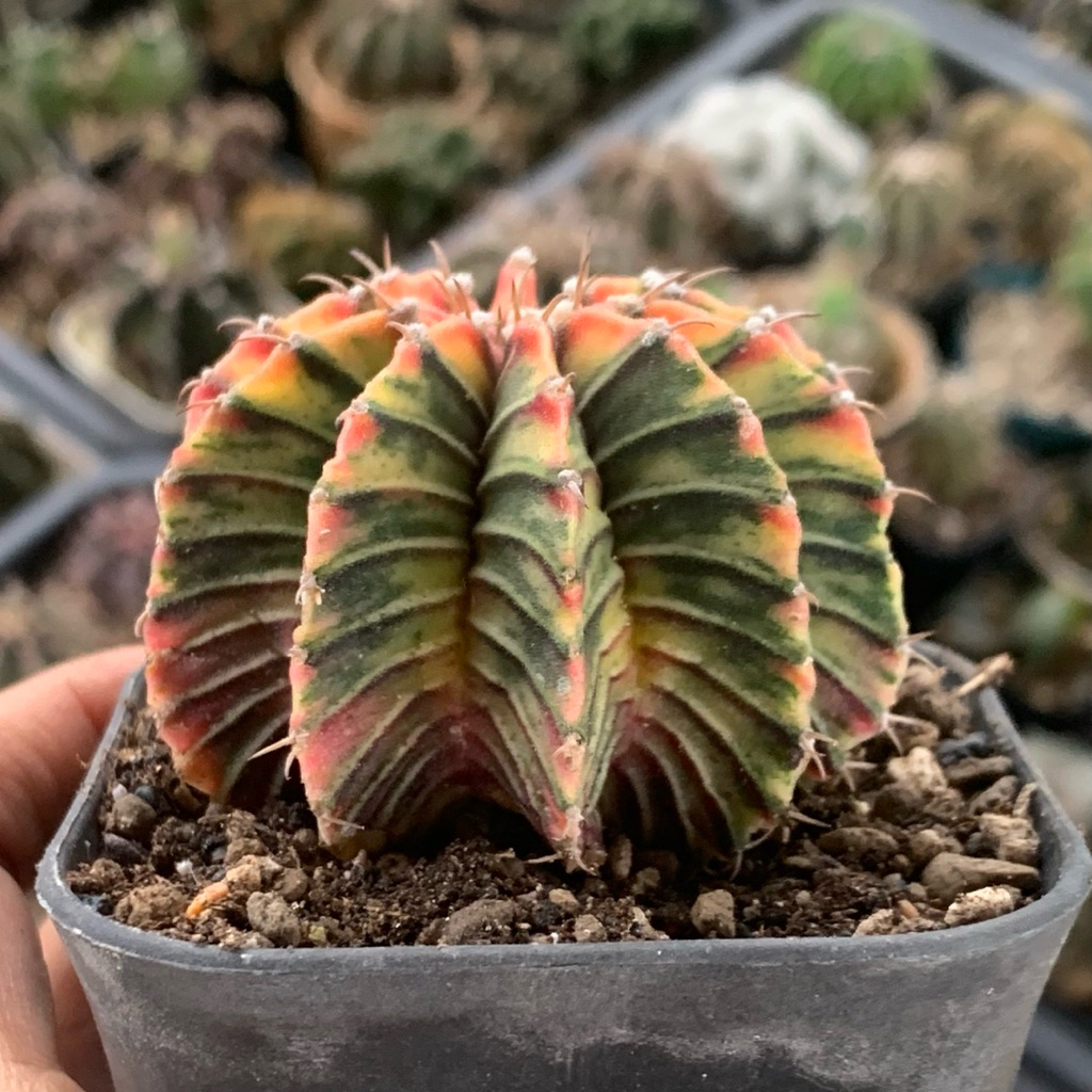 ks3 Gymnocalycium LB Hybrid Varigata kaktus gymno var pink orange miha 2178 ribs lb2178 tanaman hias