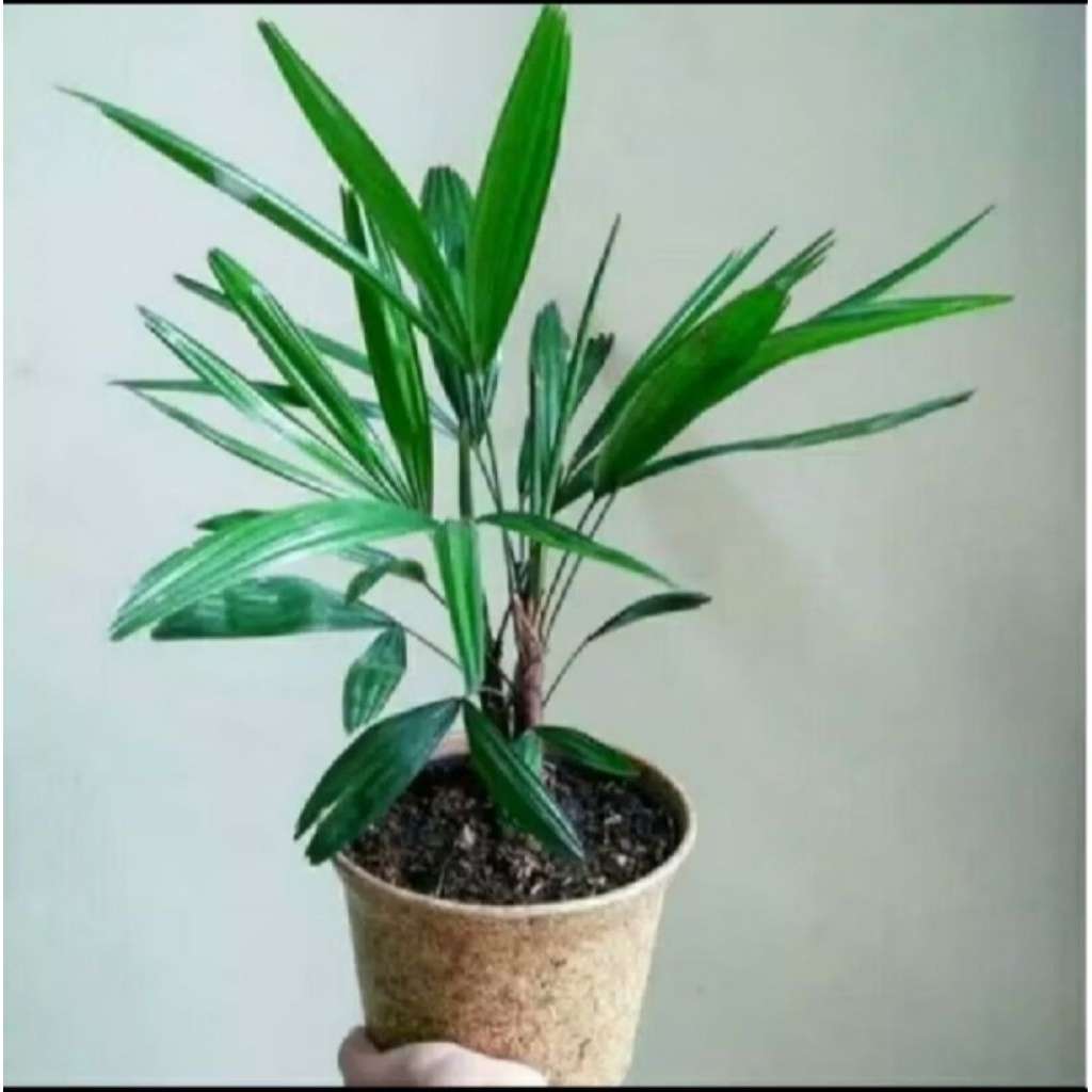 BIBIT TANMAN POHON WAREGU