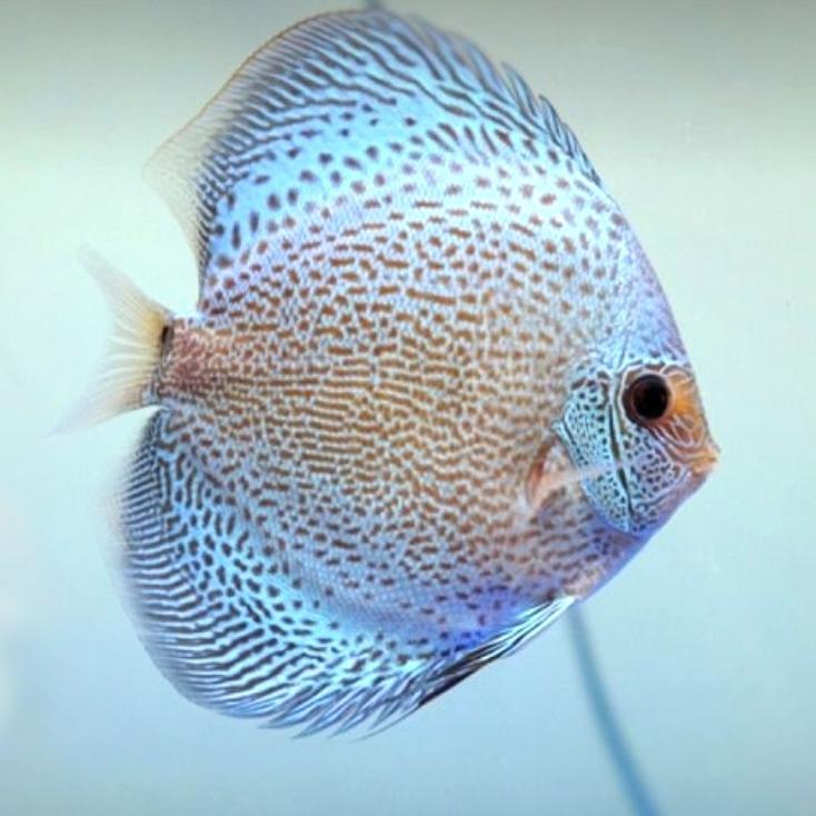 ikan discus scorpio / discus biru corak / discus blue scorpio