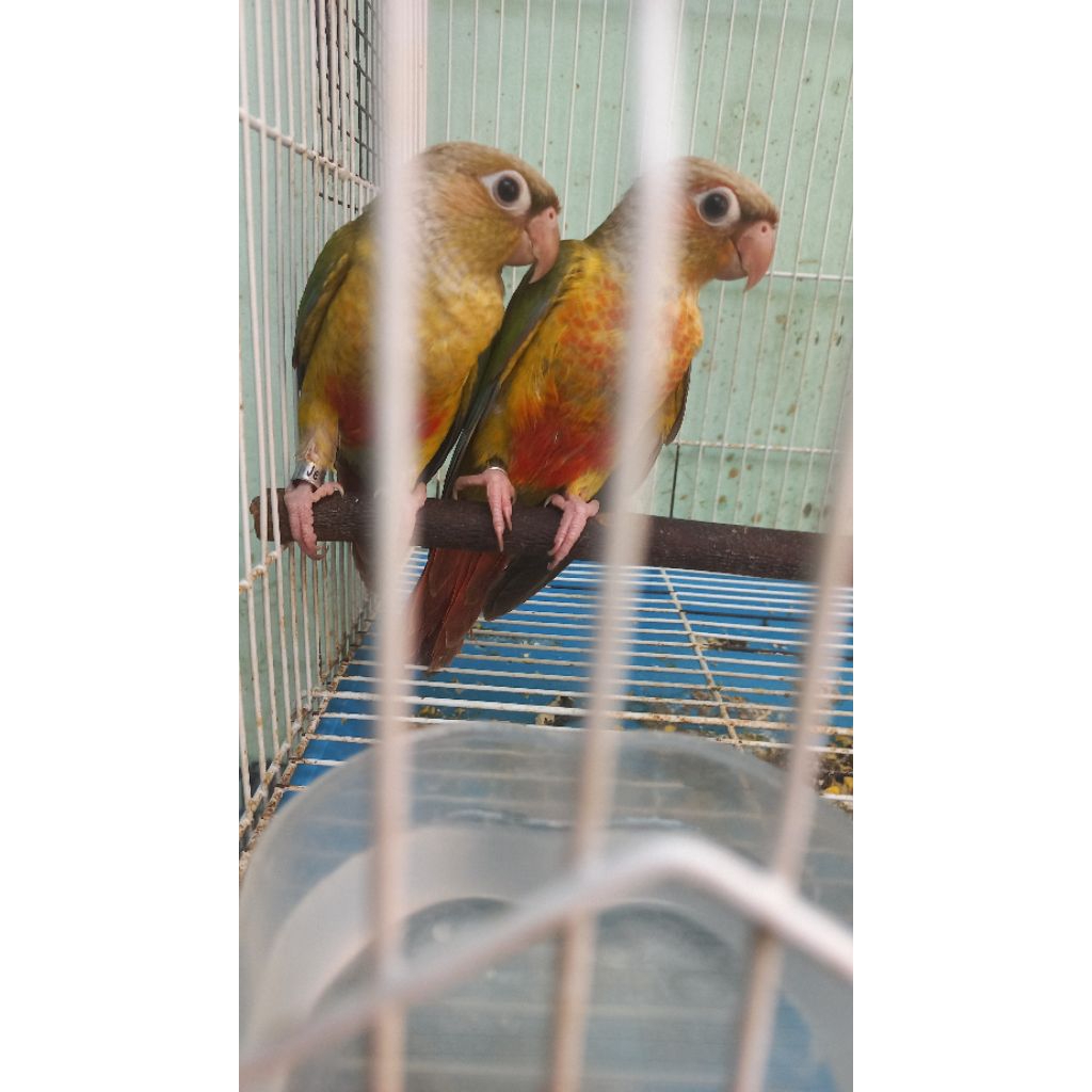 Pineapple Conure Sepasang  (DNA)