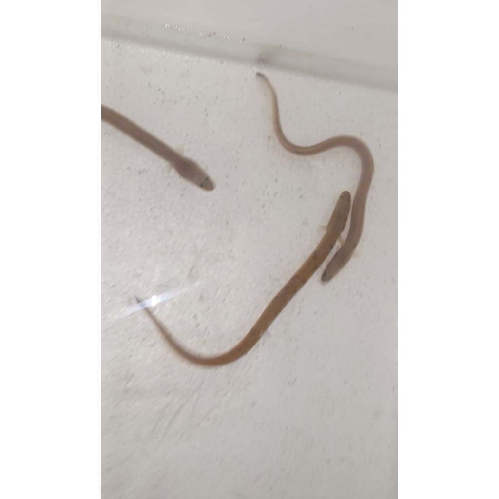 Sidat hias 3 ekor  berat 20-22 gr"(Anguilla Bicolor)