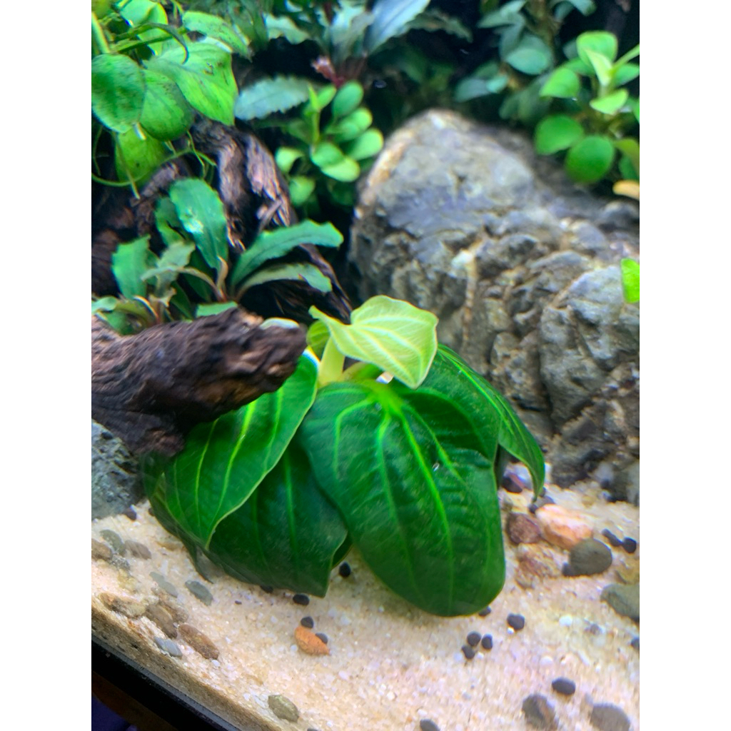 tanaman aquascape Echiodorus iguazu 2009 size S full air