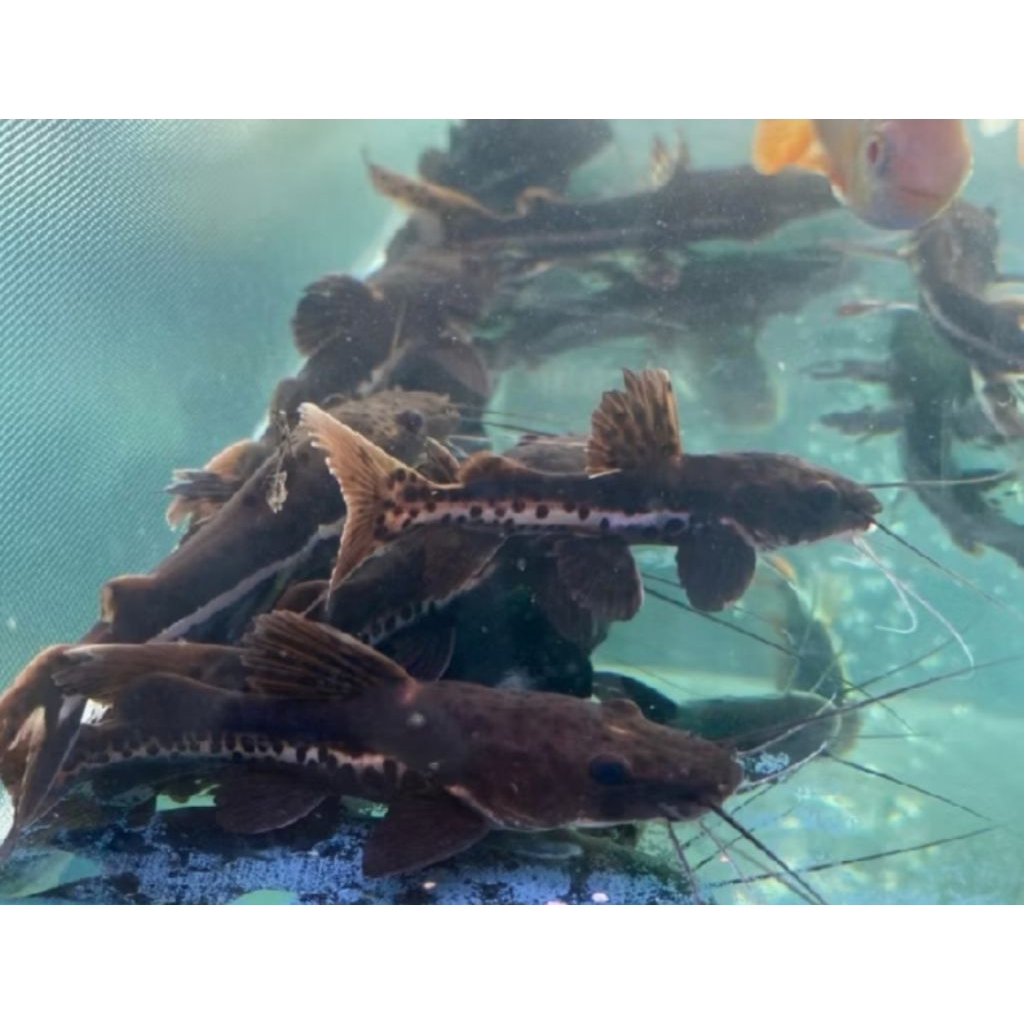 LEOPARD CATFISH / TSN PER EKOR