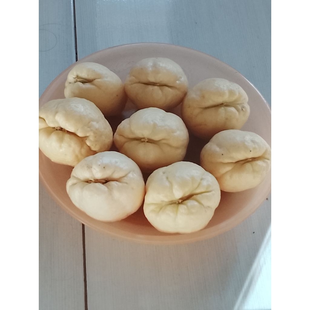 Bibit labu Siam gondes/jipang putih 1pcs