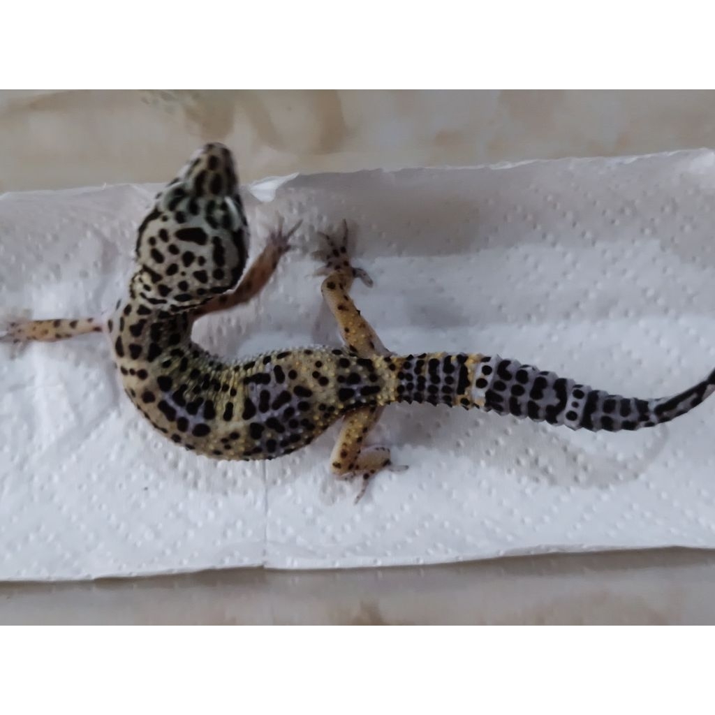 MAINAN GECKO BLACK NIGHT HET TREMPER