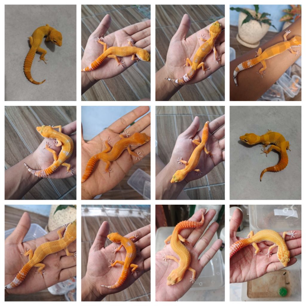 Leo geco variant oren Sunglow,Shtct,shctb