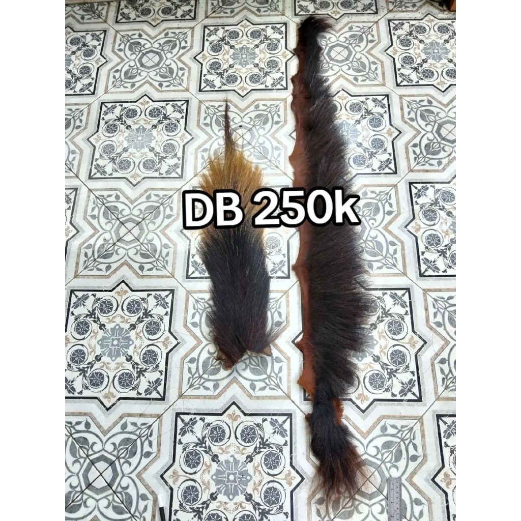 db ekor dan suri kuda asli