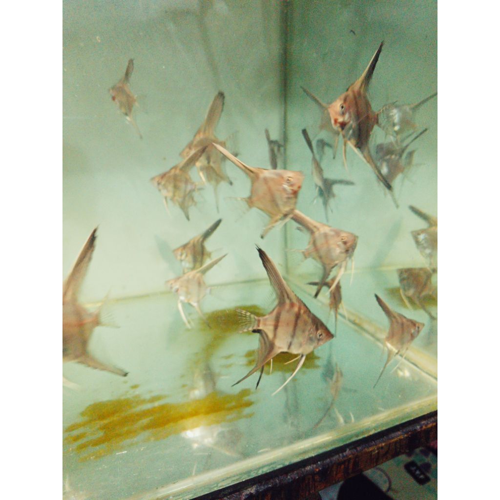 hiasan aquarium ikan hias manfish redback manacapuru 4 - 6 cm